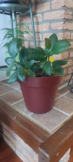 Ficus Robusta, Huis en Inrichting, Kamerplanten, Ficus, In pot, Minder dan 100 cm, Groene kamerplant