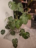 Monstera, Huis en Inrichting, Kamerplanten, Ophalen, Halfschaduw, Minder dan 100 cm