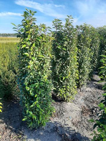 Portugese Laurier Zuilboom 150/175cm smalblijvende laurier  beschikbaar voor biedingen