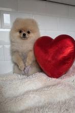 Bearface pomeraniaan mini boo bear teddy pomeriaan pup FCI, Dieren en Toebehoren, Honden | Chihuahua's en Gezelschapshonden, Nederland
