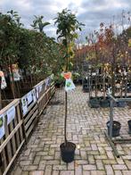 Granny Smith Appelboom - Heerlijke Appels!, Overige soorten, Lente, 100 tot 250 cm, Ophalen