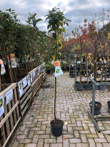 Granny Smith Appelboom - Heerlijke Appels! beschikbaar voor biedingen