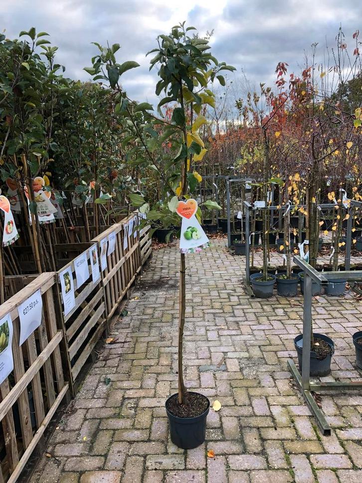 Granny Smith Appelboom - Heerlijke Appels!, Tuin en Terras, Planten | Bomen, Overige soorten, 100 tot 250 cm, Volle zon, Lente