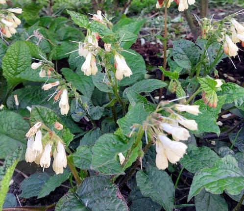 Symphytum grandiflorum (smeerwortel) wit vaste plant, Tuin en Terras, Planten | Tuinplanten, Vaste plant, Bodembedekkers, Volledige schaduw