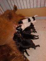 100% bearface pomeriaan pups geboren ., Dieren en Toebehoren, Honden | Poolhonden, Keeshonden en Oertypen, Keeshond, 8 tot 15 weken