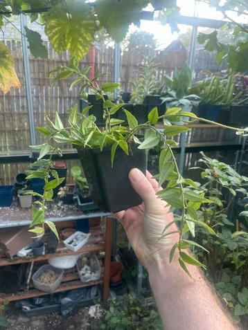 Hoya Bella - Bloeiende Kamerplant beschikbaar voor biedingen