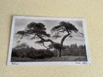 K811) Veluwe oude den boom, Verzamelen, Ophalen of Verzenden, Gelderland
