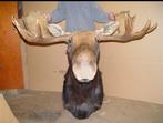 Taxidermie mounted Moose head., Ophalen of Verzenden, Zo goed als nieuw, Wild dier, Gewei of Kop