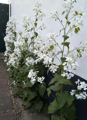 Zaden Lunaria annua alba, Judaspenning, Tuin en Terras, Bloembollen en Zaden, Zaad, Voorjaar, Ophalen