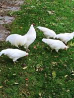 Schijndelaar toom 2025 kleuren leggers, Dieren en Toebehoren, Pluimvee, Meerdere dieren, Kip