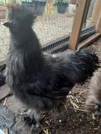 Gratis ophalen  Zwart / Goudgele USA  zijdehoen haantje, Dieren en Toebehoren, Pluimvee, Mannelijk, Kip