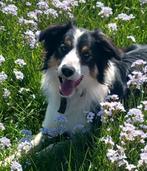 Bordercollie collie veedrijver Border Collie schaap, Rabiës (hondsdolheid), Reu, 1 tot 2 jaar, Eén hond