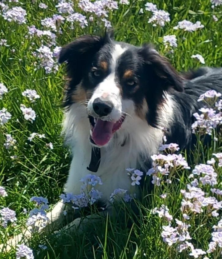 Bordercollie collie veedrijver Border Collie schaap, Dieren en Toebehoren, Honden | Dekreuen, Reu, Fokker | Hobbymatig, Eén hond