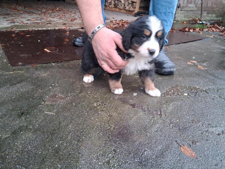 Berner sennen pup beschikbaar, Dieren en Toebehoren, Honden | Chihuahua's en Gezelschapshonden, Meerdere dieren, Overige rassen