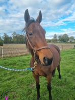 Lieve dravermerrie zoekt lieve eigenaar, Dieren en Toebehoren, Paarden, Merrie, Gechipt, 160 tot 165 cm, 11 jaar of ouder