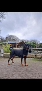 Rottweiler, Dieren en Toebehoren, Reu, Parvo, Eén hond, 3 tot 5 jaar