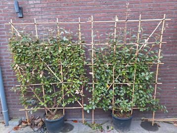 Elaeagnus ebbingei leischerm b120x h150cm