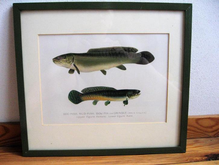 Ingelijste antieke print van moddersnoeken - amia calva, Antiek en Kunst, Kunst | Etsen en Gravures, Ophalen of Verzenden