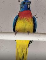 splendid parkiet, Mannelijk, Parkiet, Geringd