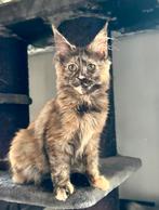 Maine Coon poesjes 😻, Kater, Gechipt, 0 tot 2 jaar
