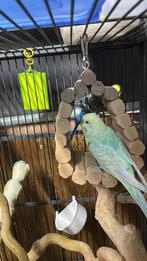 Grasparkieten, lachduiven en trio Japanse kwartels, Dieren en Toebehoren, Meerdere dieren, Overige soorten