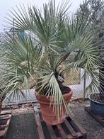 Grote Butia Capitata palmen, Ophalen of Verzenden, Zomer, Overige soorten, Volle zon