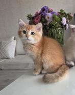 Britshe korthaar poes en een kater, Dieren en Toebehoren, Kater, Ontwormd