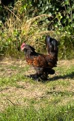Ukkelse baardkriel haan, Dieren en Toebehoren, Pluimvee, Mannelijk, Kip