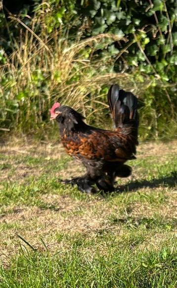 Ukkelse baardkriel haan beschikbaar voor biedingen