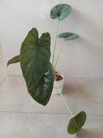 Monseria kamerplant, Ophalen, Halfschaduw, Minder dan 100 cm