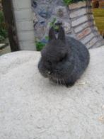 Kleurdwerg blauw, Dieren en Toebehoren, Mannelijk, Dwerg