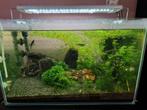 Compleet aquarium met co2, vissen en toebehoren., Dieren en Toebehoren, Ophalen, Zo goed als nieuw, Gevuld zoetwateraquarium
