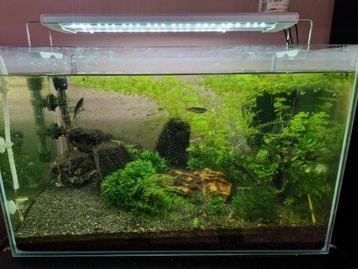 Compleet aquarium met co2, vissen en toebehoren. beschikbaar voor biedingen