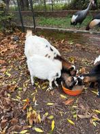 Twee bokjes dwerg geit, Dieren en Toebehoren, Schapen, Geiten en Varkens, Mannelijk, Geit, 0 tot 2 jaar