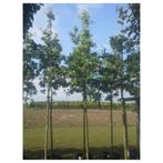 Quercus robur - zomereik - boom, Ophalen, Halfschaduw, Overige soorten, Lente