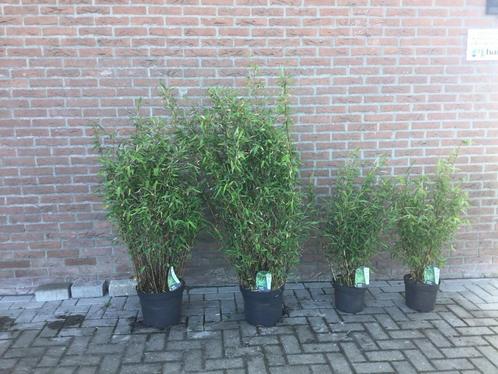 Fargesia Nitida Gansu, niet woekerende bamboe!!!, Tuin en Terras, Planten | Tuinplanten, Vaste plant, Overige soorten, Halfschaduw