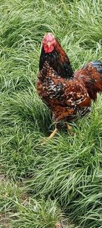 Rood porcelein wyandotte haan, Dieren en Toebehoren, Pluimvee, Mannelijk, Kip