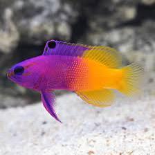Zeeaquarium vissen aangeboden wegens beeindigen hobby beschikbaar voor biedingen