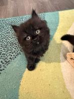 Perzische kitten, Dieren en Toebehoren, Poes