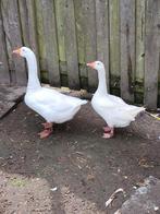 Paartje ganzen, Dieren en Toebehoren, Pluimvee, Meerdere dieren, Gans of Zwaan