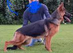 DUITSE HERDER STAMBOOM TEEF HARBAJAHOF, CDV (hondenziekte), 1 tot 2 jaar, Teef, Eén hond