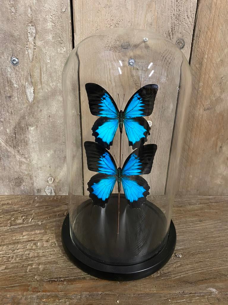 Mooie stolp met twee opgezette vlinders (Papillio Ulysses), Ophalen of Verzenden, Nieuw, Insect, Opgezet dier