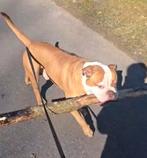 Old English  bulldog reu 3 jr 600€ stoere  bulldog, Dieren en Toebehoren, Honden | Bulldogs, Pinschers en Molossers, Nederland