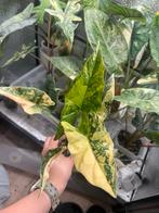 Alocasia Simpo Aurea, Huis en Inrichting, Kamerplanten, Overige soorten, In pot, Minder dan 100 cm, Groene kamerplant