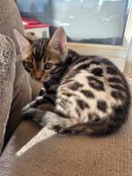 Bengaal poesje kitten stamboom fokrecht TESTRAPPORT, Dieren en Toebehoren, Poes, Gechipt, 0 tot 2 jaar