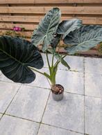 alocasia regal shield (brengen in groningen stad), Huis en Inrichting, Kamerplanten, Ophalen, 100 tot 150 cm