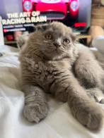 kitten, Dieren en Toebehoren, Katten en Kittens | Raskatten | Korthaar, Kater, Ontwormd, 0 tot 2 jaar