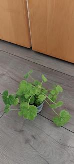 Diverse 'kinder op moeders schoot' plantjes, Ophalen, Overige soorten, Minder dan 100 cm