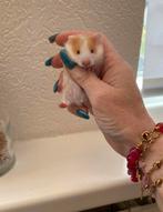 Handtamme Syrische lanharige hamsters, Dieren en Toebehoren, Knaagdieren, Meerdere dieren, Hamster, Na 1 juli 2024, Tam