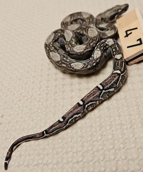 Anery 66% leopard 66% albino boa imperator, Dieren en Toebehoren, Reptielen en Amfibieën, Slang, 0 tot 2 jaar
